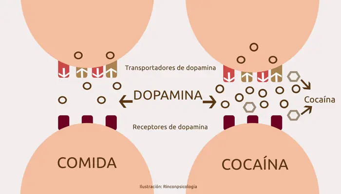 Cómo afectan las adicciones el cerebro: la acción de la dopamina